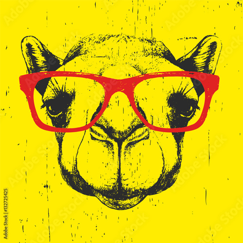 Portrait of Camel with glasses. Hand drawn illustration. Vector.