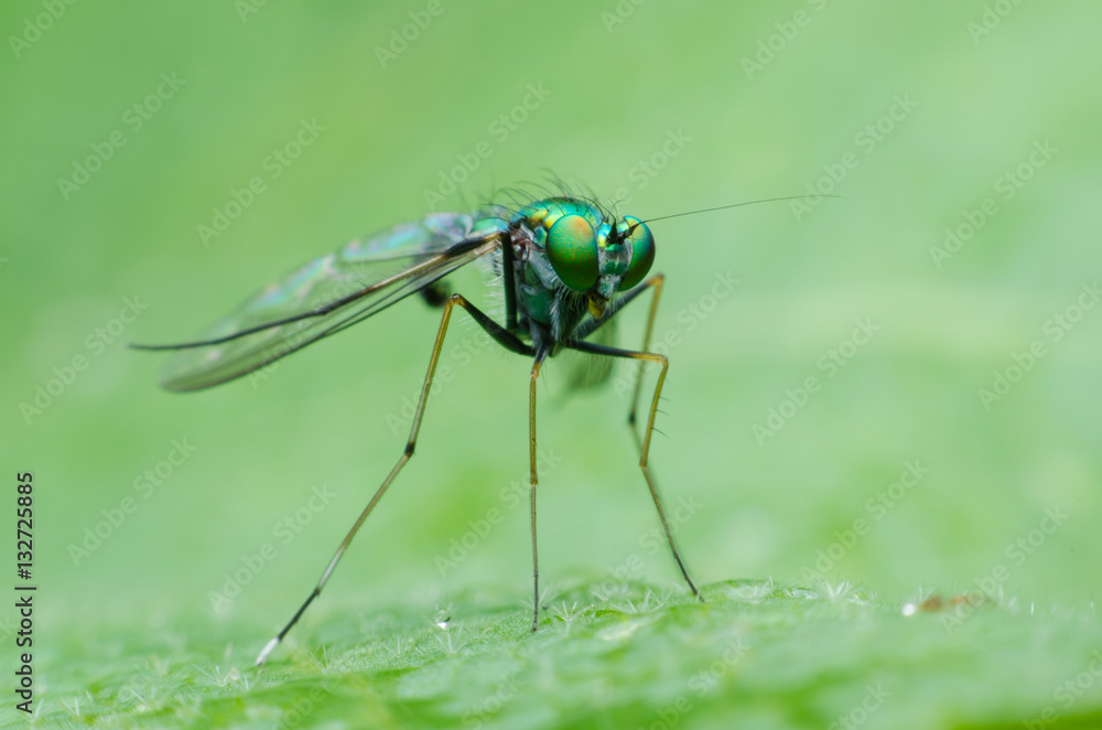 Fototapeta premium długonogie muchy na liściu.