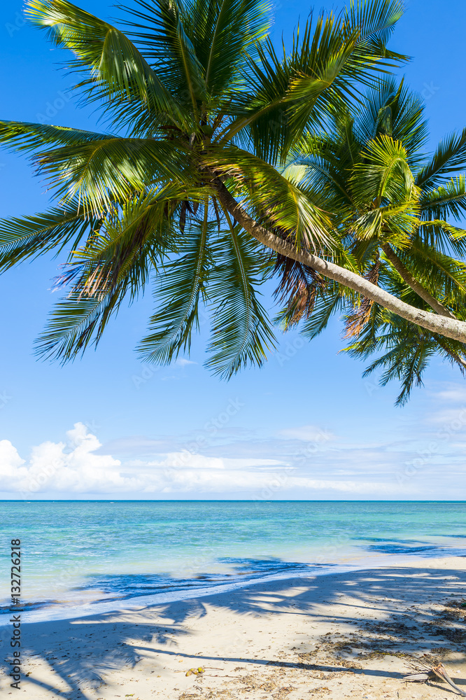Tropical beach with curving palm trees in Bahia, Brazil