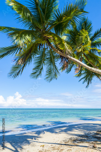 Tropical beach with curving palm trees in Bahia, Brazil
