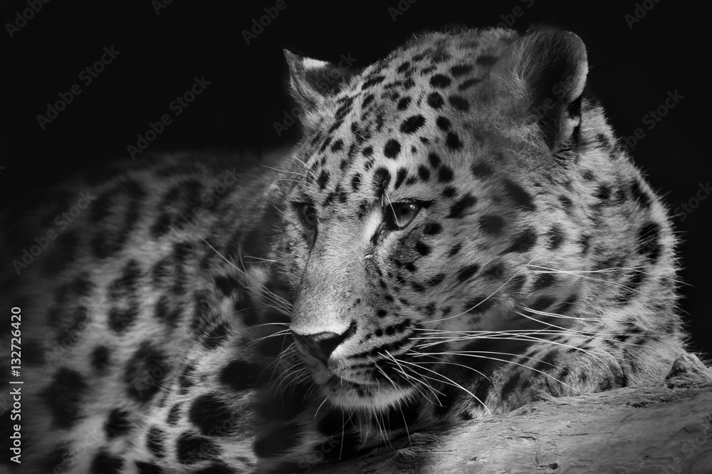 Naklejka premium Leopard / Leopard w zoo w Barnaul, Rosja