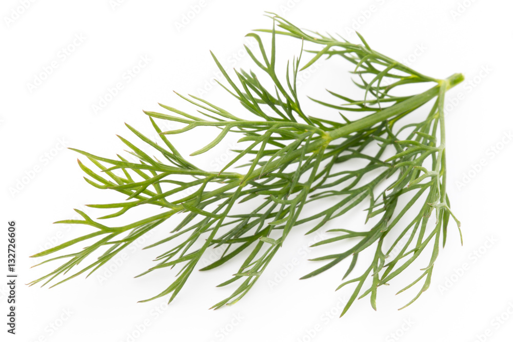 Fresh dill on the white background.