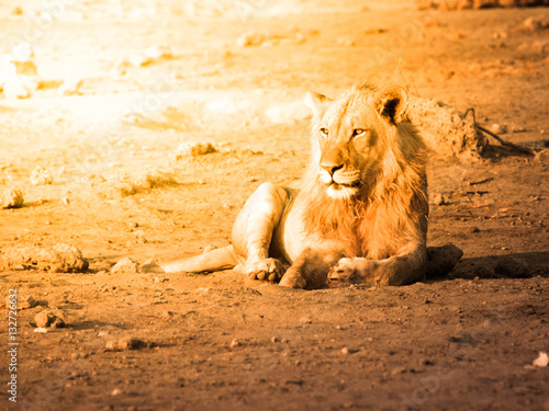 Young male lion having a rest on dusty ground at sunset time, Etosha National Park, Namibia, Africa.