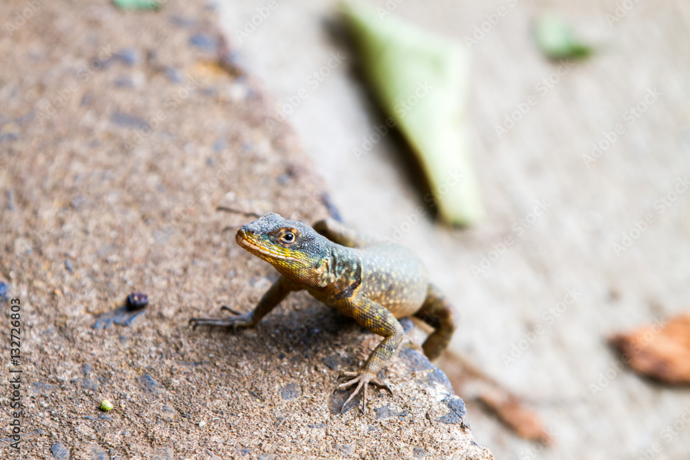 Fototapeta premium Close-up of a grey lizard at the Iguazu Waterfall National Park