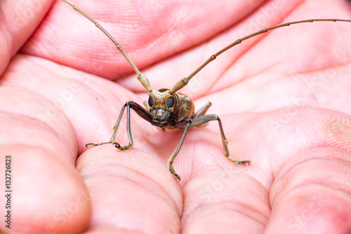 Light brown Longhorn Beetle (Cerambycidae), crawling on a human palm