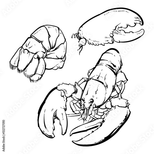 lobster isolated on a black background. Hand Draw lobster tail o