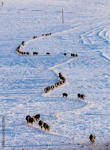 Cows walking in a straight line on the farm. In winter the snow. Russia.