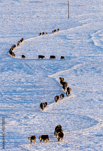 Cows walking in a straight line on the farm. In winter the snow. Russia.