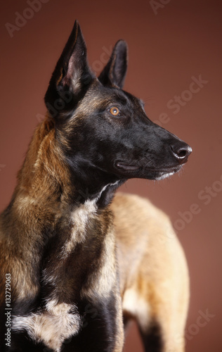Belgian malinois dog