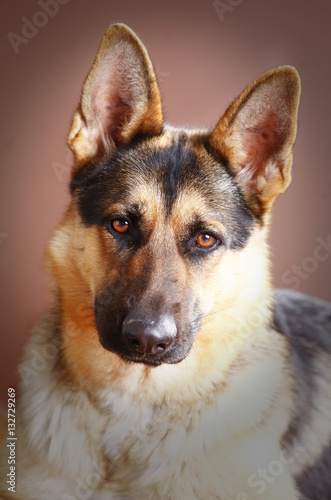 German Sheepdog portrait