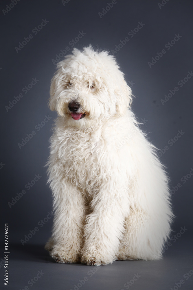 Mixed poodle dog
