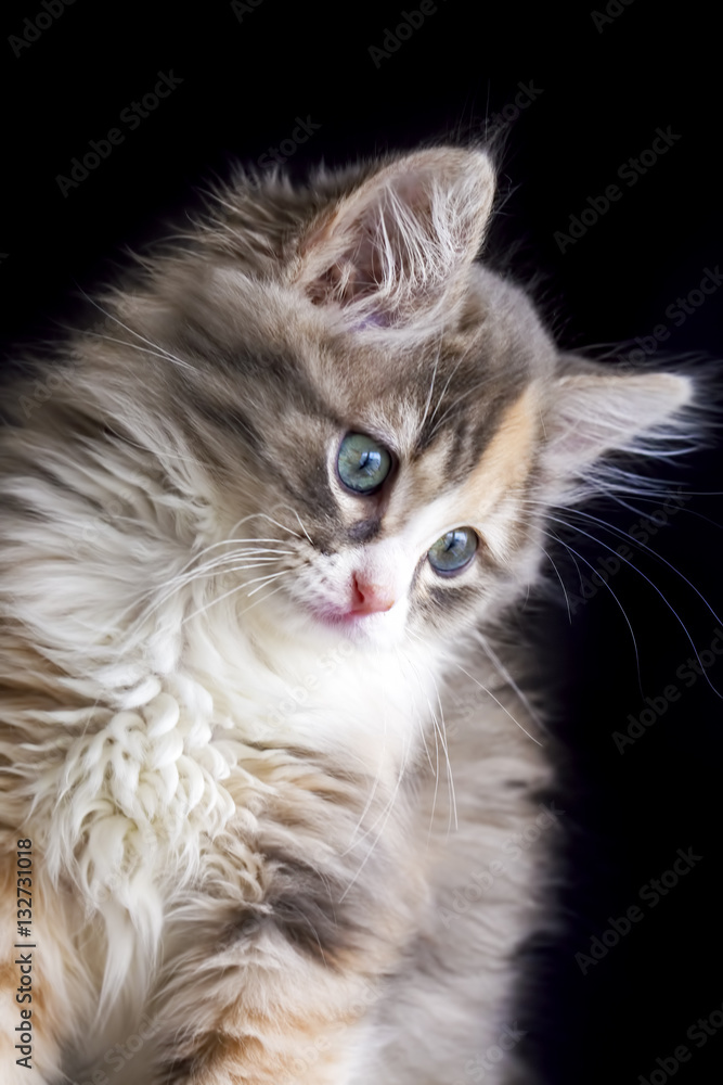 Yavru Kedi Yavru Kedi