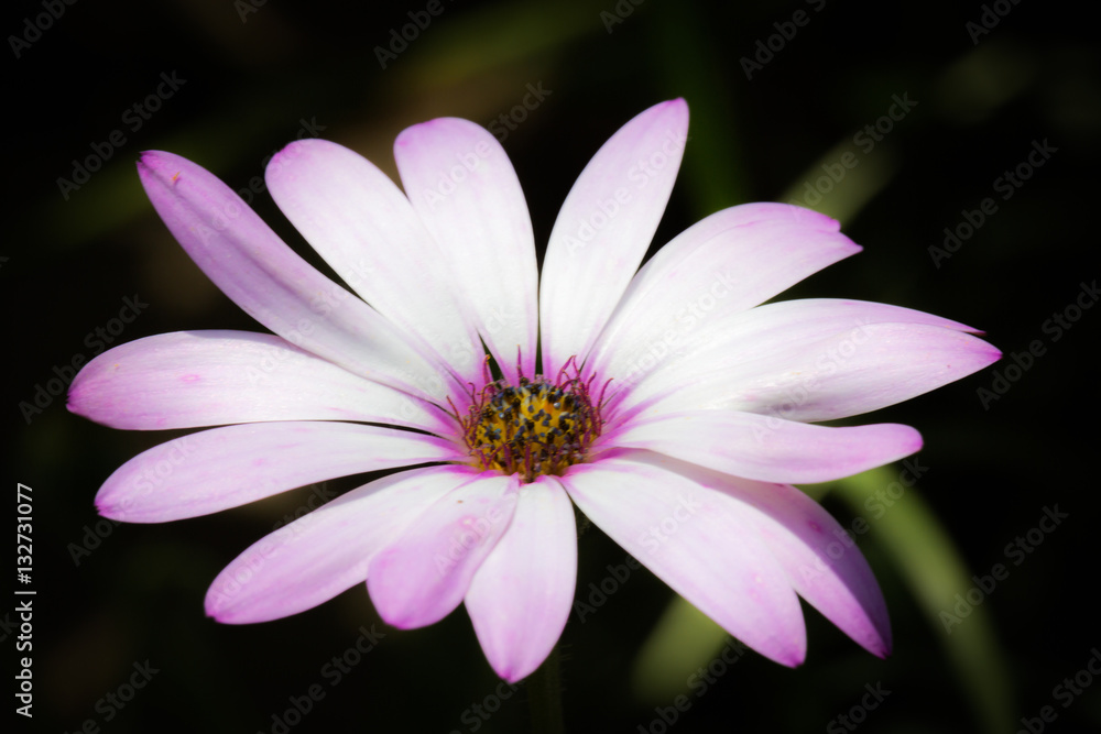solo bloom solo bloom