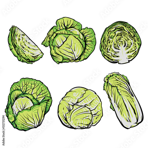 Vector cabbage isolated on a white background. Hand drawn sketch