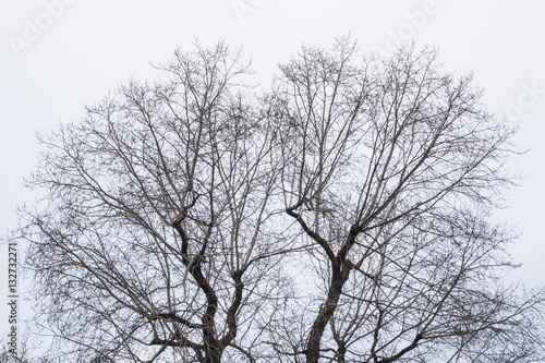 Dry tree branches under a grey bright sky in winter.  