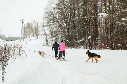 Dog sled in a winter and snowfall