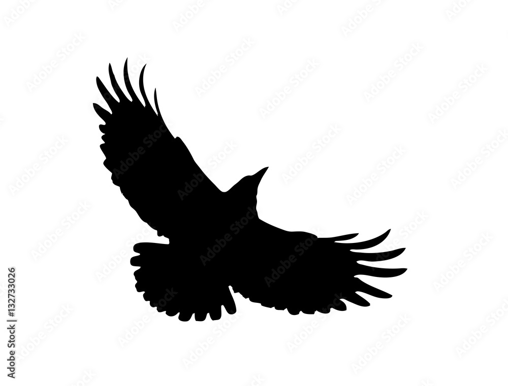 Obraz premium The Black Silhouette of a Rook. Flight of Dark Crow. Vector Illustration with Wild Bird with Wide-spread wings. Symbol of Freedom