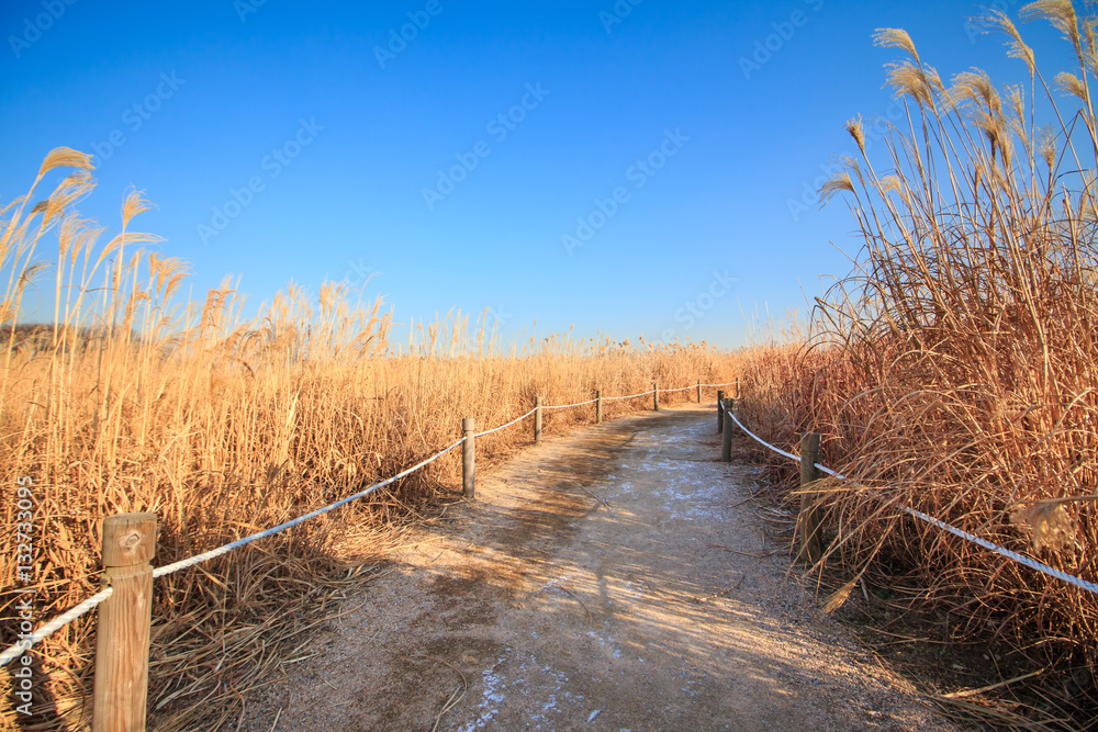 path through the reeds field in haneul park (another name sky park, one of the worldcup park in Seoul)