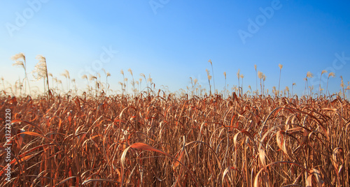 Reeds field in haneul park (sky park, one of the worldcup park in Seoul photo