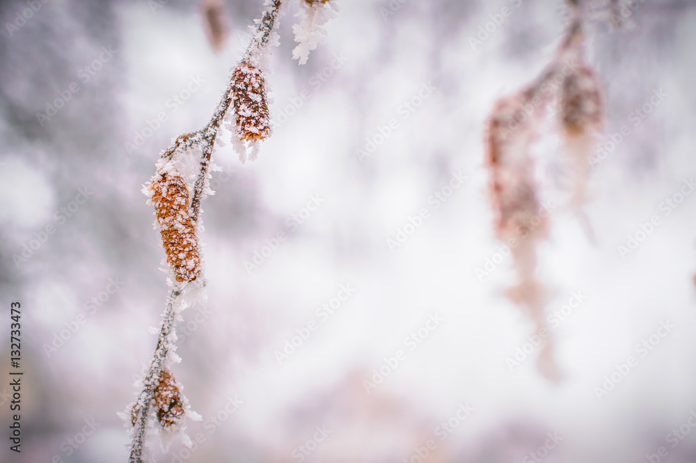 birchs buds, seeds is stuck on frozen hoarfrost, macro birchs buds, seeds is stuck on frozen hoarfrost, macro