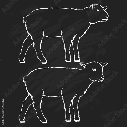 black and white illustration of engraving vector lamb on black b