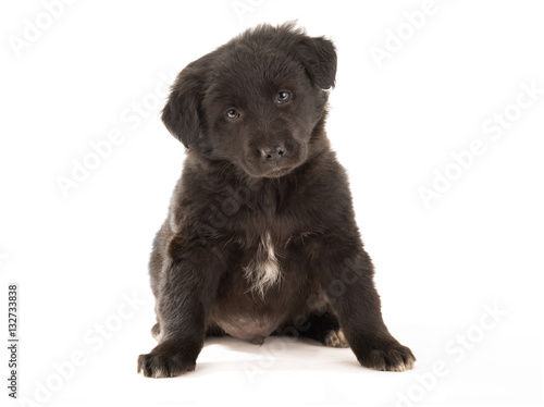Fototapeta Naklejka Na Ścianę i Meble -  puppy black