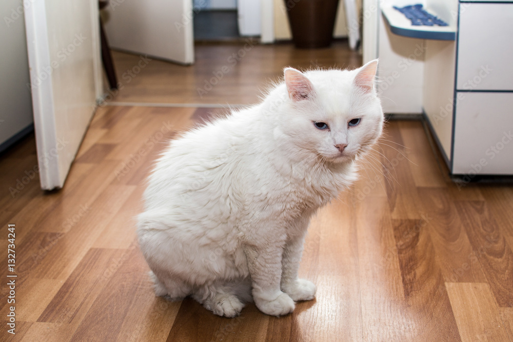 Naklejka premium beautiful white cat