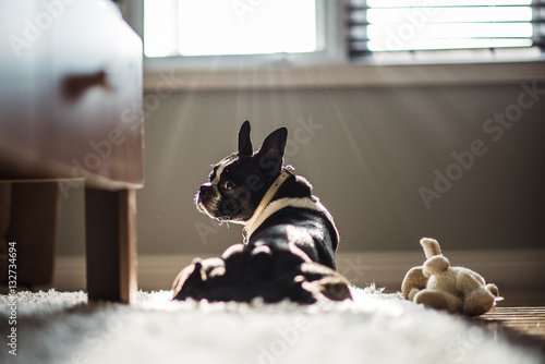 Fotografie Boston Terrier by Window