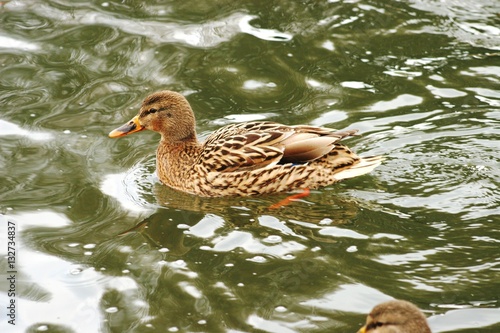 Ducs in cold water 4
