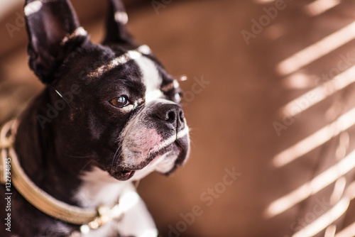 Boston Terrier Portrait © Dion