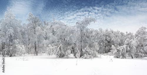 panoramic view of winter snowy forest, blue sky