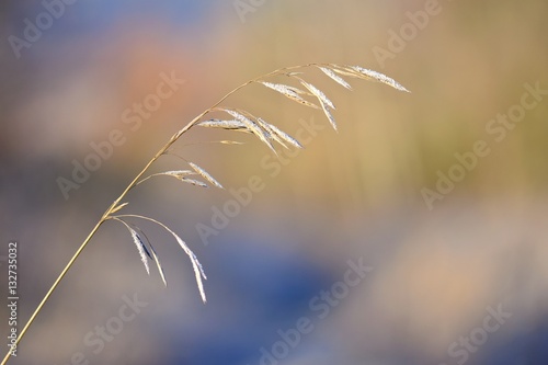 Frost on blade of grass. Beautiful winter seasonal natural background.