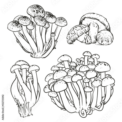 Mushrooms on white background. Mushroom Hand drawn vector.