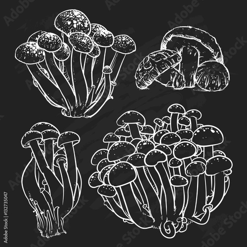 Mushrooms isolated on black background. Mushroom Hand drawn vect