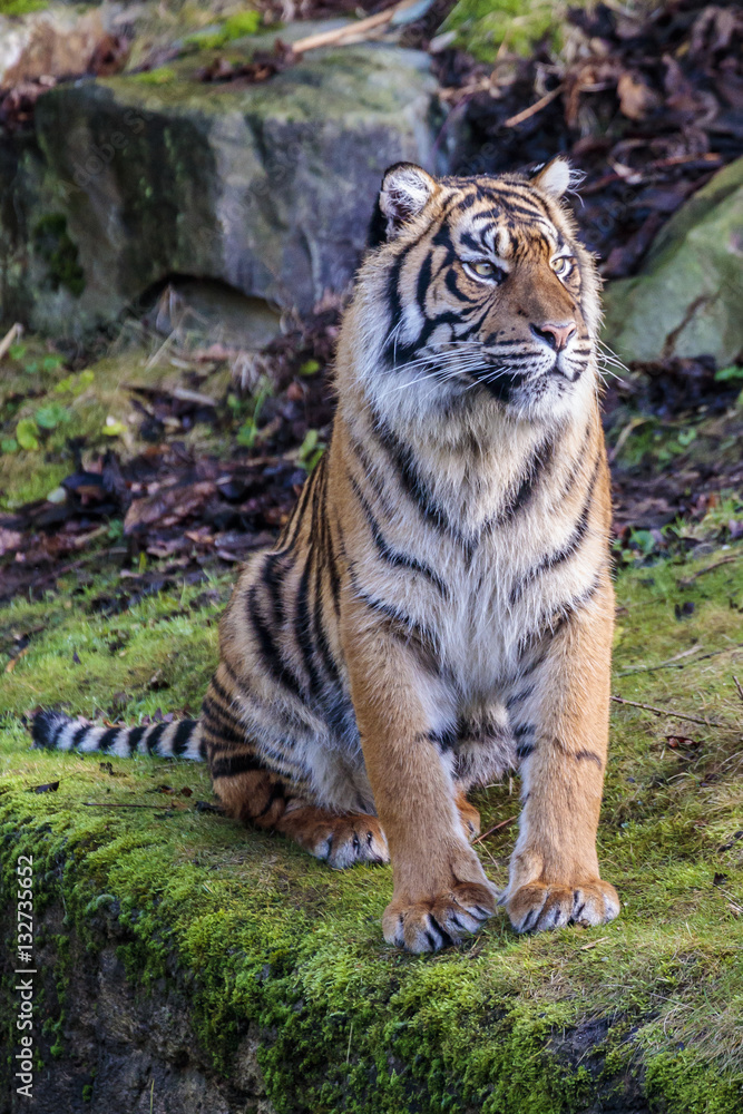 Naklejka premium Tygrys sumatrzański (Panthera tigris sumatrae)