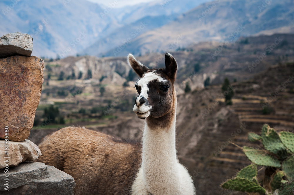 Lama (Alpaca) in Andes Mountains, Peru, South America. Lama (Alpaca) in Andes Mountains, Peru, South America.