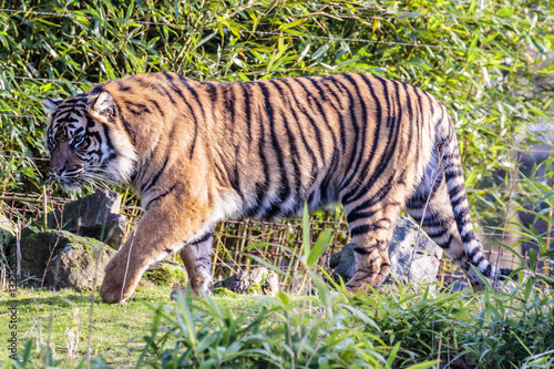 Sumatraanse tijger  Panthera tigris sumatrae 
