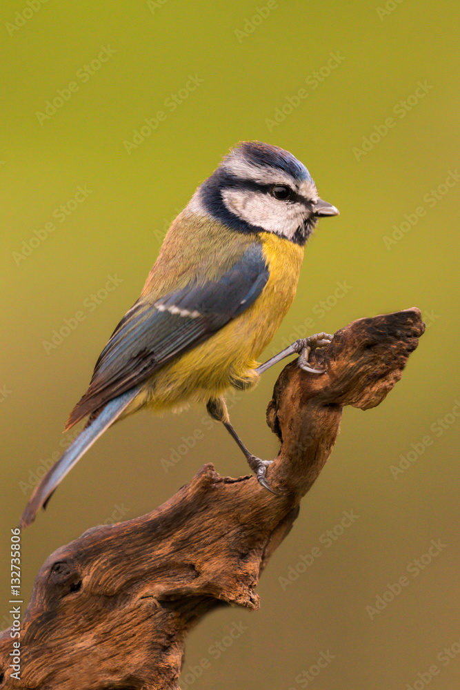 Obraz premium Nice tit with blue head
