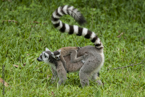 Lémurien, Lémur catta, femelle et jeune, Lemur catta, Madagascar