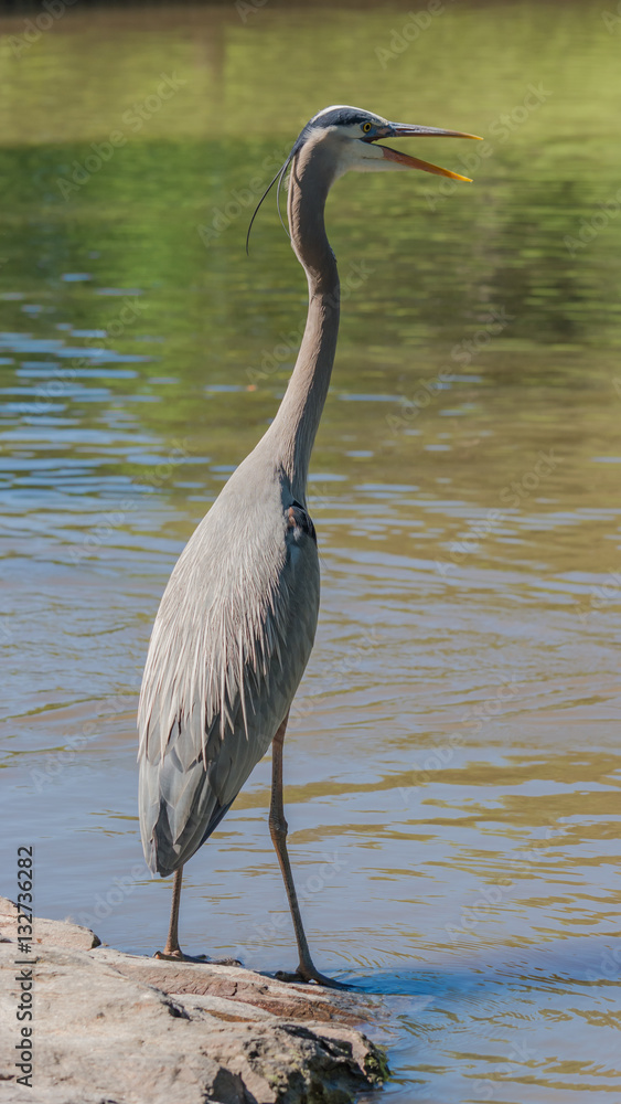 Standing tall. Blue heron with mouth open near lake.