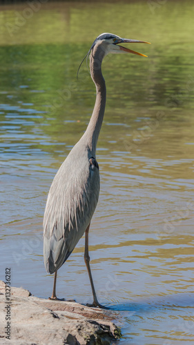 Obraz na płótnie Standing tall. Blue heron with mouth open near lake. w salonie