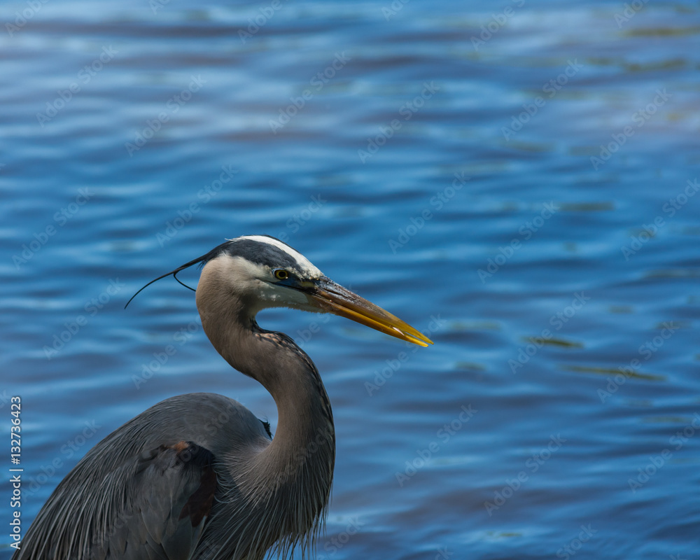 Great blue heron. Patience and quickness. Bird of the water.