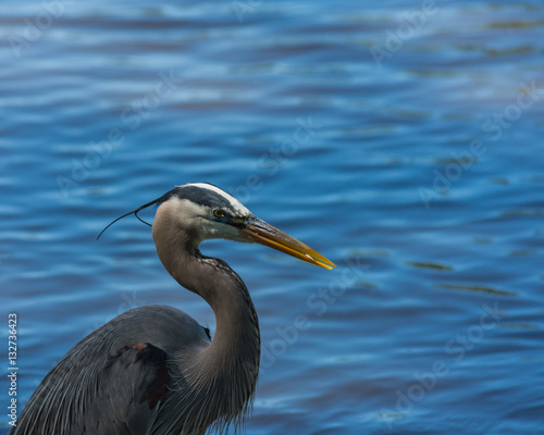 Obraz na płótnie Great blue heron. Patience and quickness. Bird of the water. w salonie