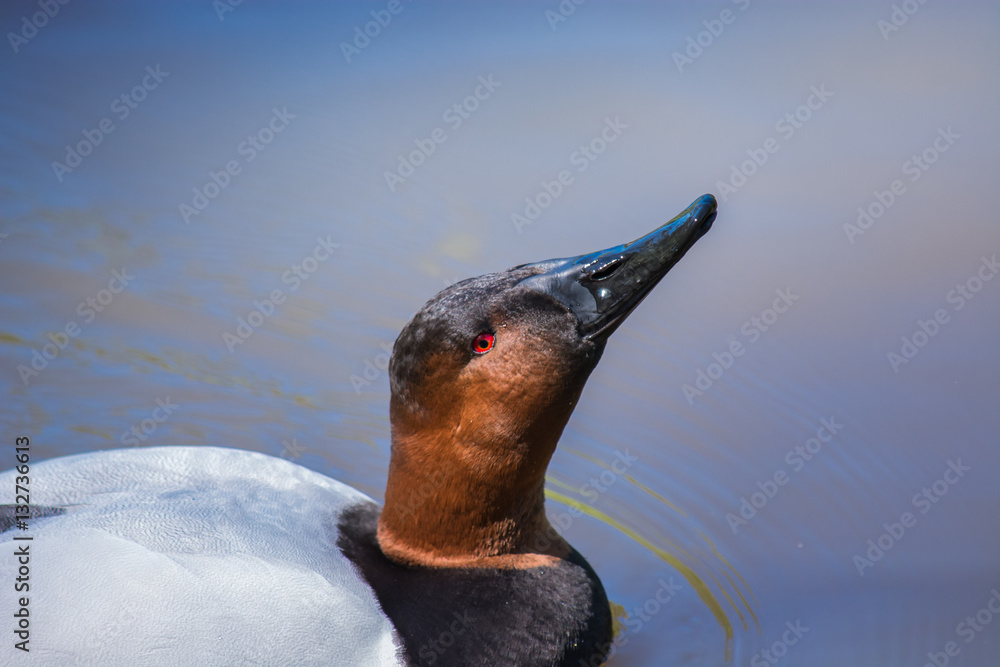 Chin up. Nose in the air. Red eyed duck.
