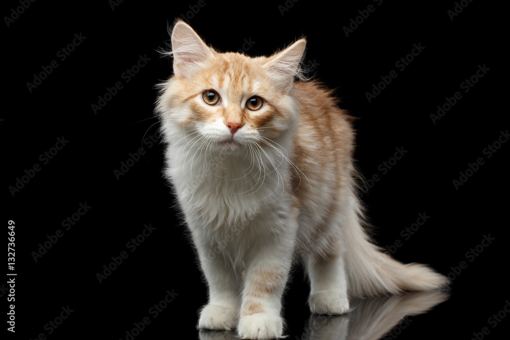 Red Siberian cat standing and questioningly looking in camera on isolated black background with reflection