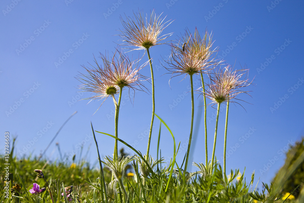 Naklejka premium Over Flowering Pasqueflower