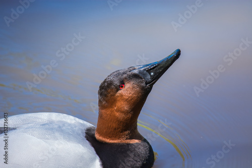 Chin up.  Nose in the air.  Red eyed duck. 