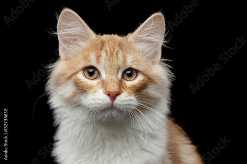 Close-up portrait of red Siberian cat pity looking in camera on isolated black background