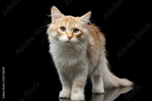 Red Siberian cat standing and questioningly looking in camera on isolated black background with reflection