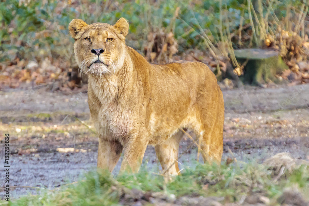 Fototapeta premium Lion